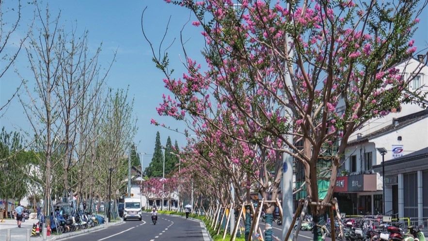 十梓街紫薇花為古城增添一道風(fēng)景線